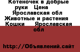 Котеночек в добрые руки › Цена ­ 10 - Ярославская обл. Животные и растения » Кошки   . Ярославская обл.